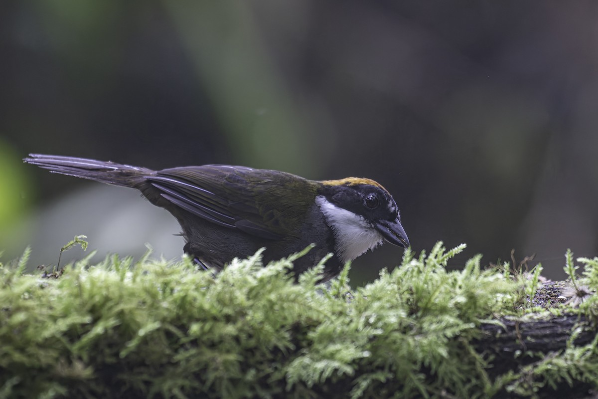 Chestnut-capped Brushfinch - ML620616912