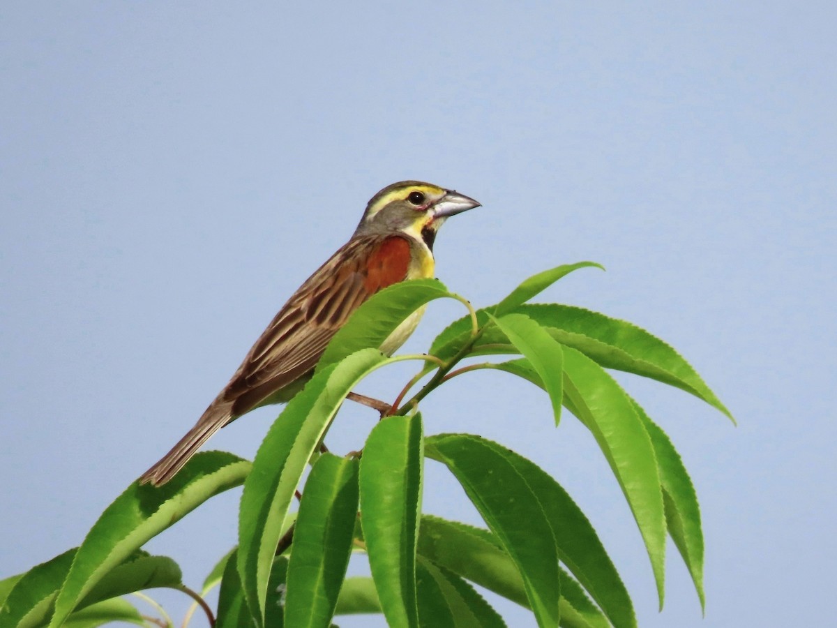 Dickcissel - ML620616914