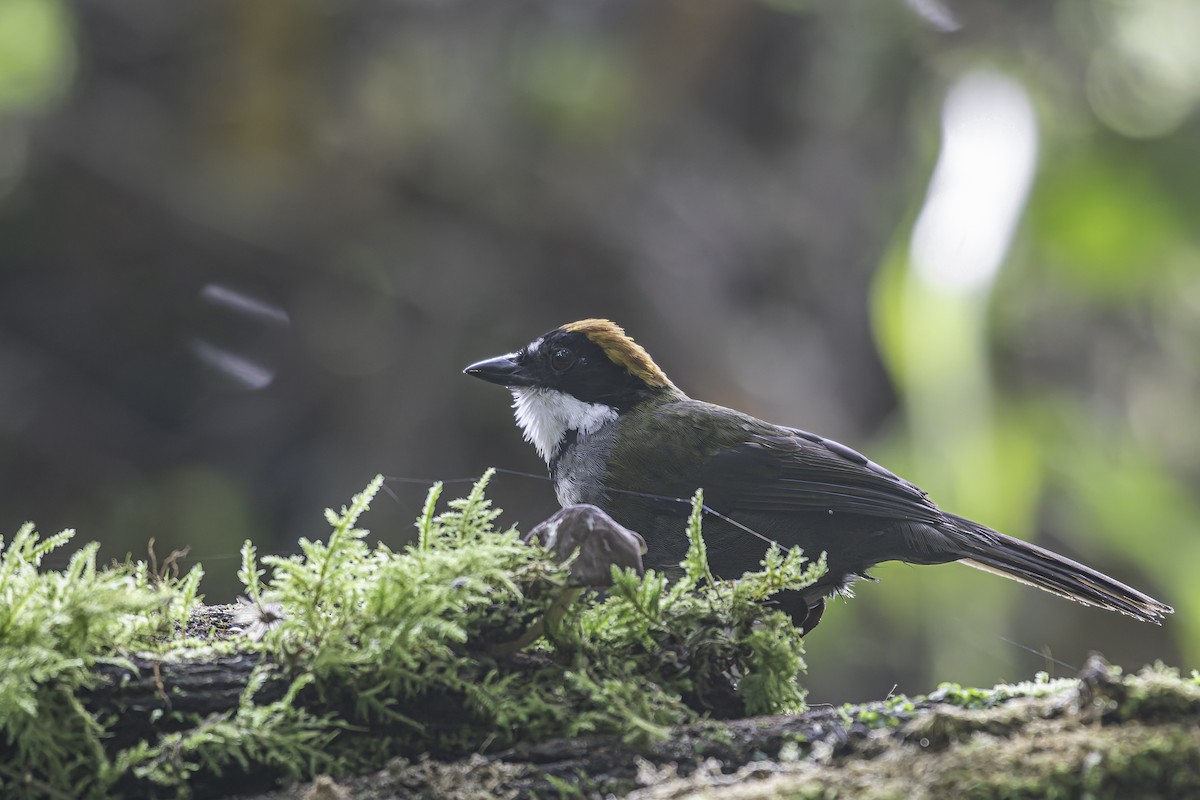 Chestnut-capped Brushfinch - ML620616917