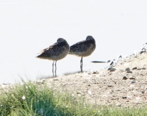 Long-billed Dowitcher - ML620616918