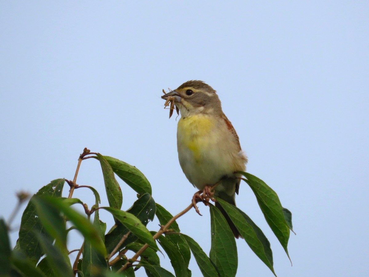 Dickcissel - ML620616919