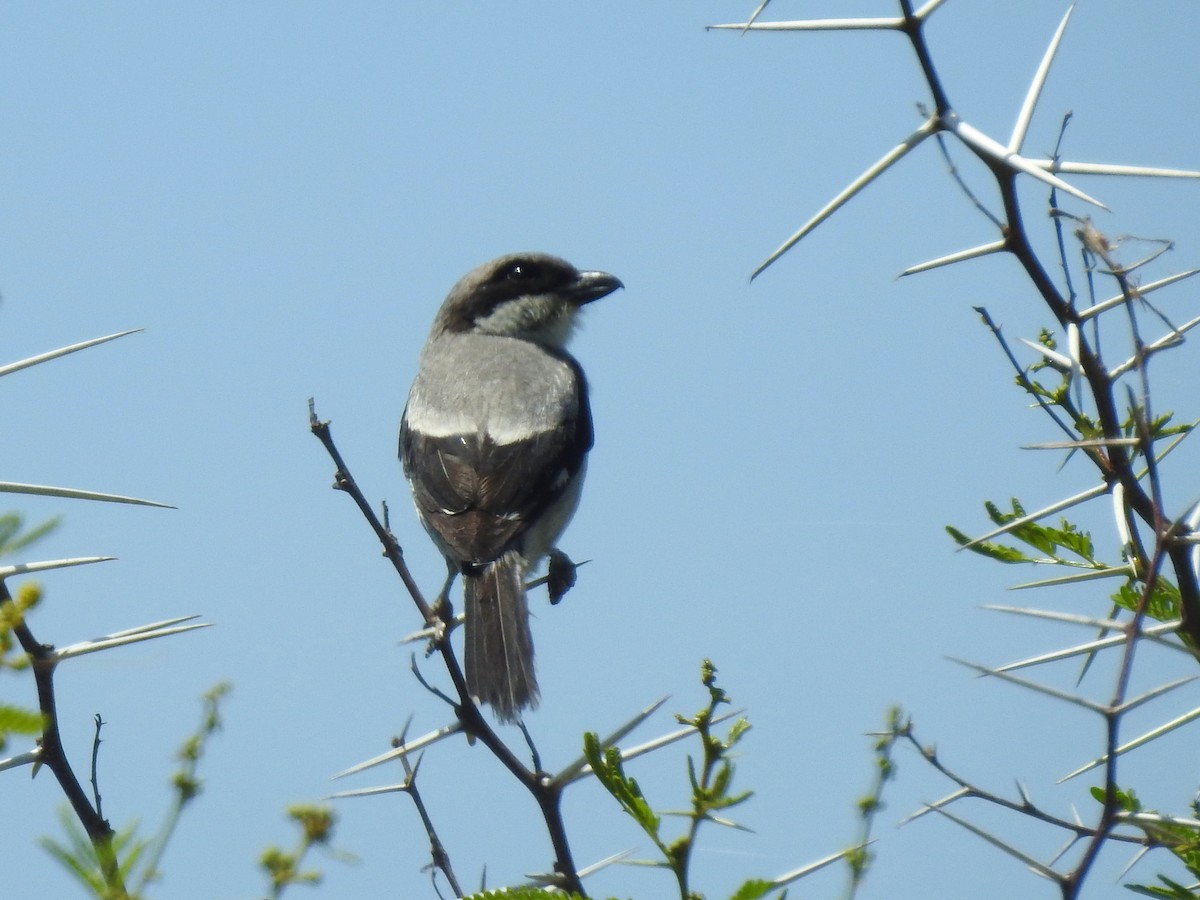 Great Gray Shrike - ML620616921