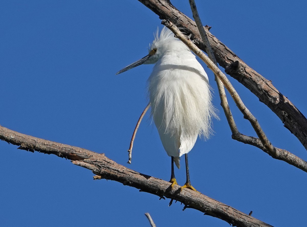 Snowy Egret - ML620616922