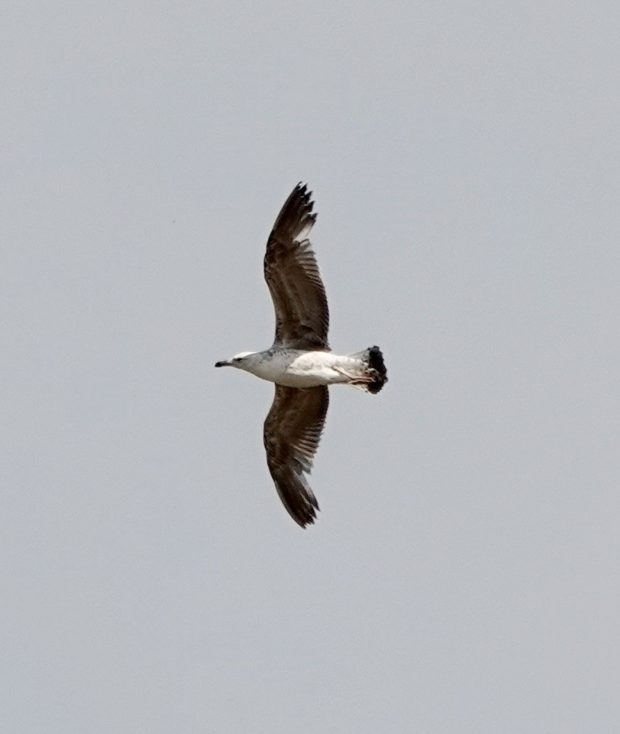 Gaviota Sombría - ML620616924