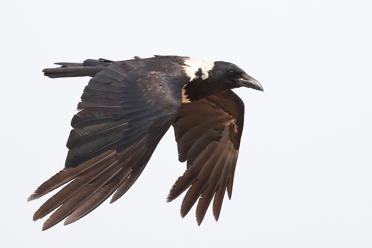 Corbeau à collier - ML620616926