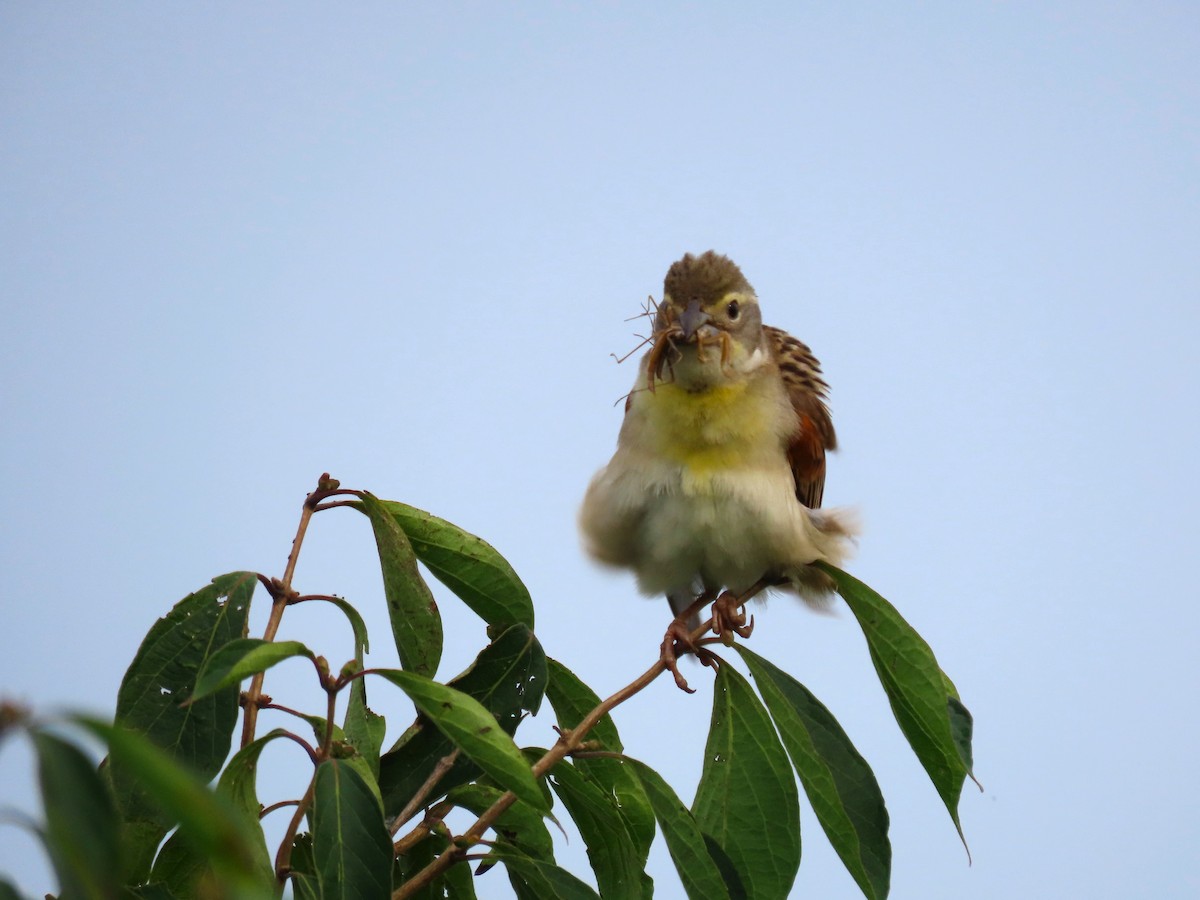 Dickcissel - ML620616927