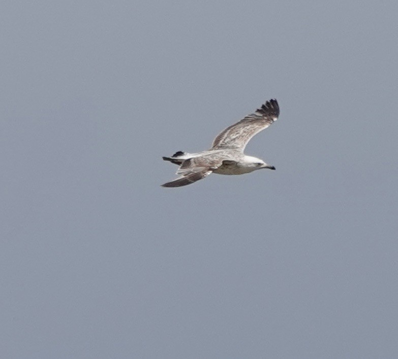 Lesser Black-backed Gull - ML620616929