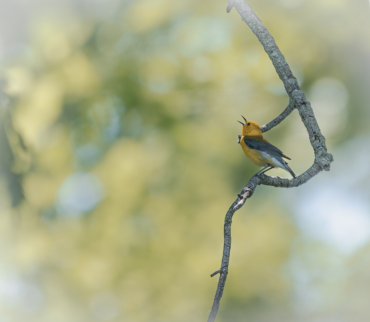 Prothonotary Warbler - ML620616930