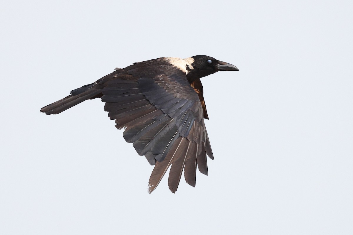 Corbeau à collier - ML620616931