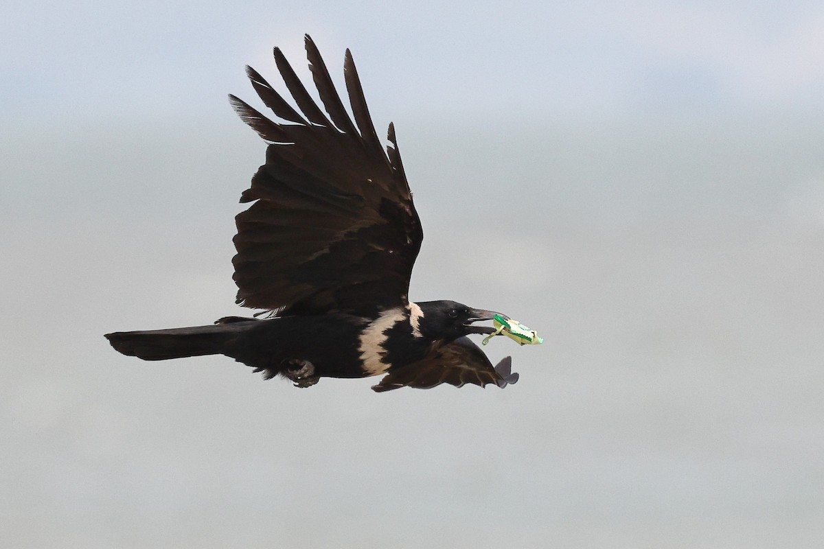 Collared Crow - ML620616935