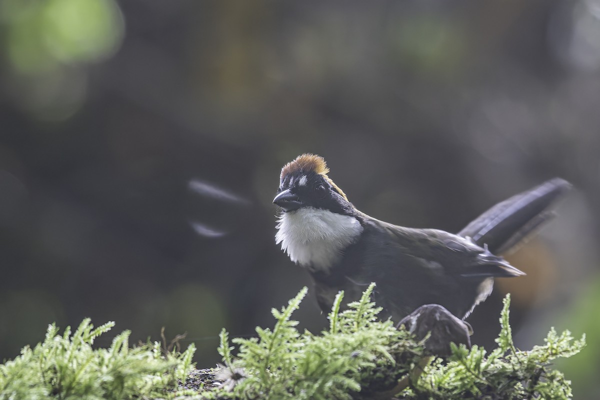 Chestnut-capped Brushfinch - ML620616936