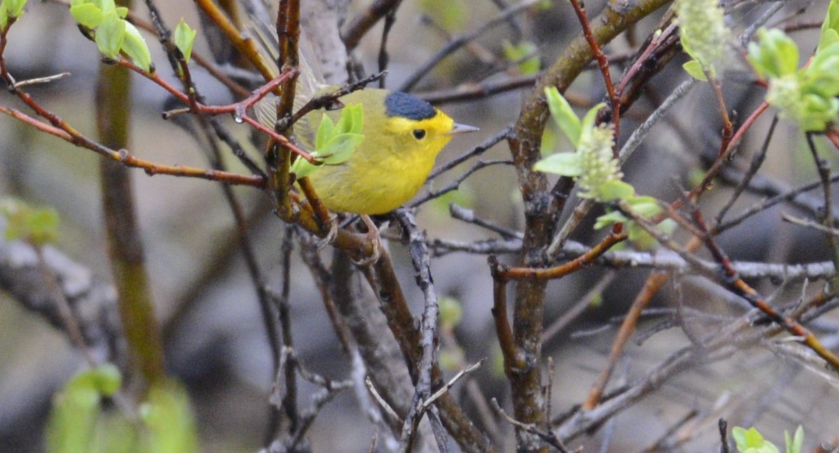 Wilson's Warbler (pileolata) - ML620616937