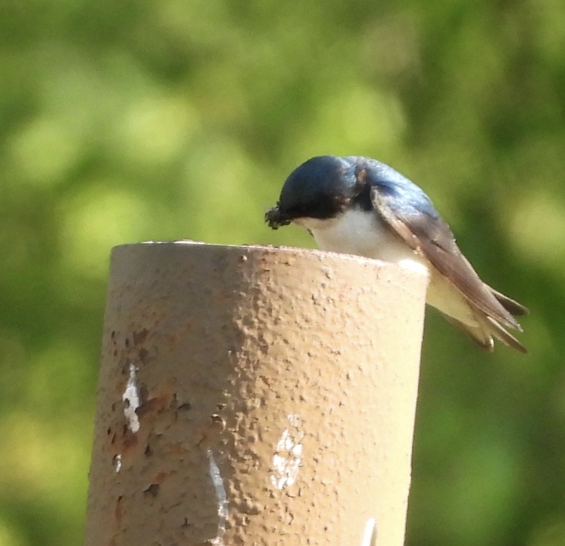 Golondrina Bicolor - ML620616939