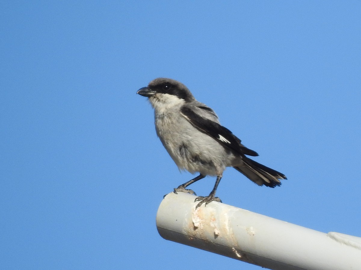 Great Gray Shrike - ML620616943