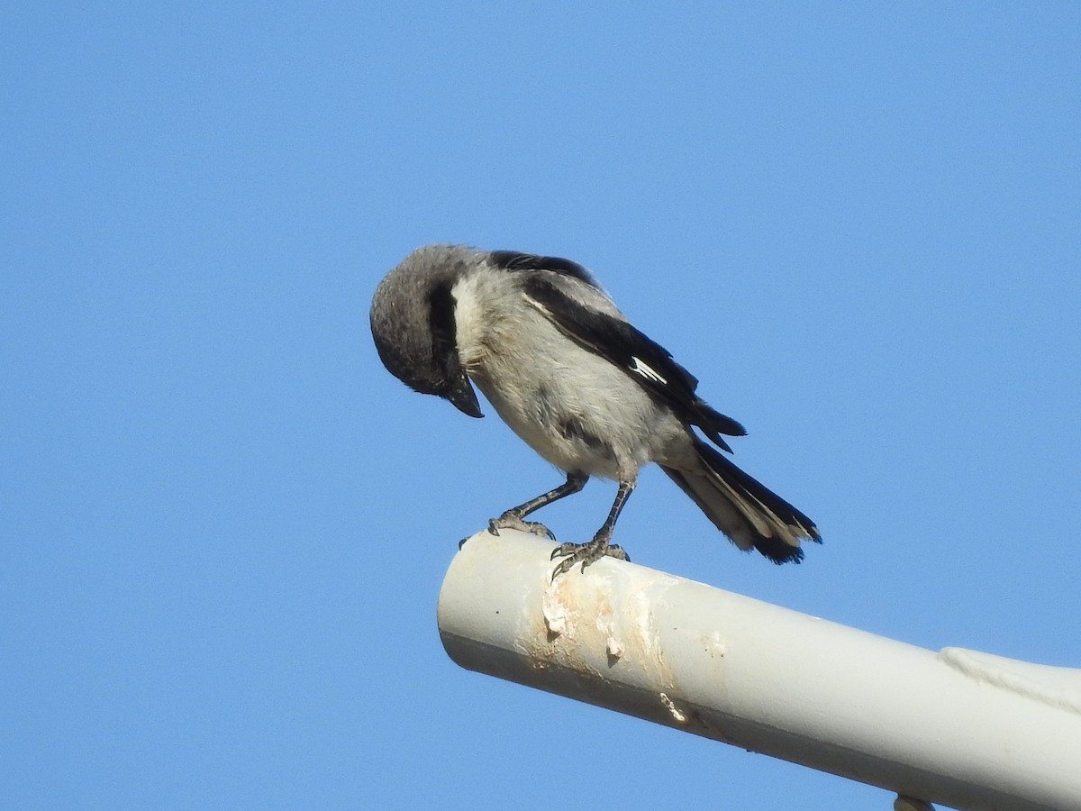 Great Gray Shrike - Lois Santos Pérez