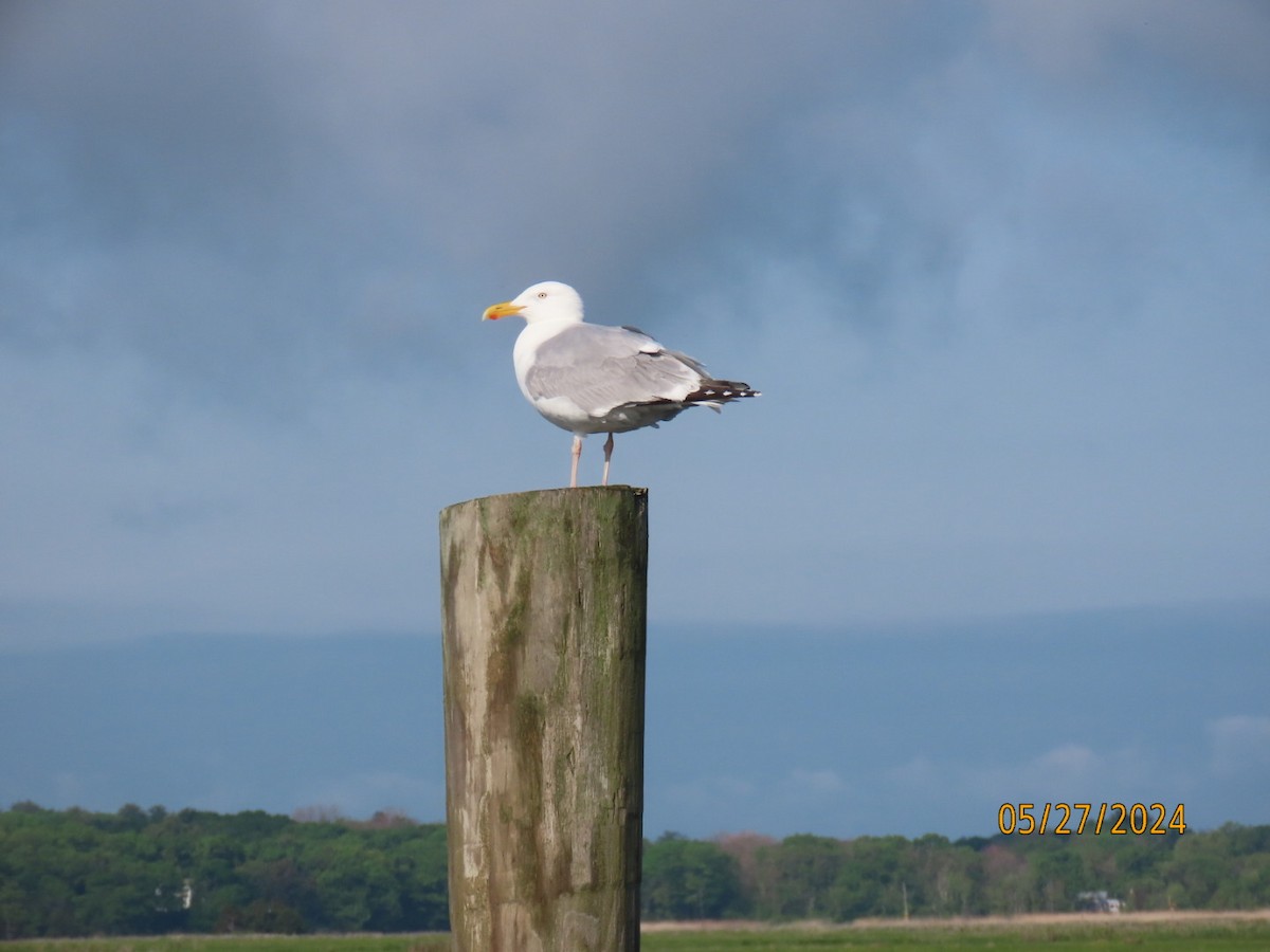 Herring Gull (American) - ML620616950