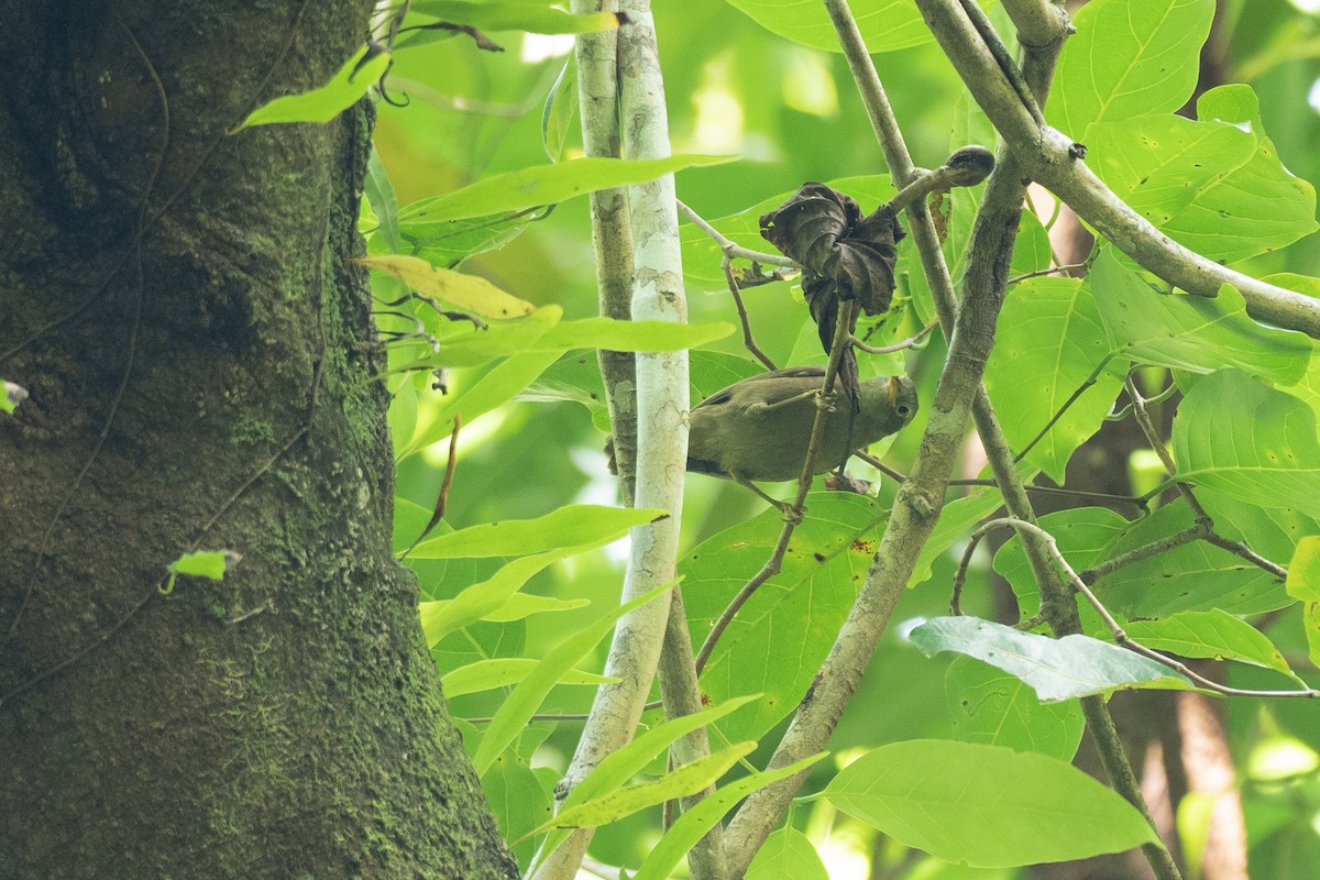 Giant White-eye - ML620616956