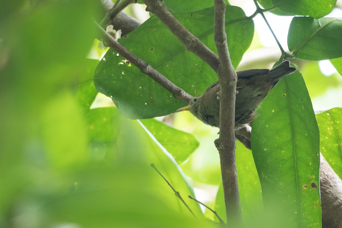 Giant White-eye - ML620616959