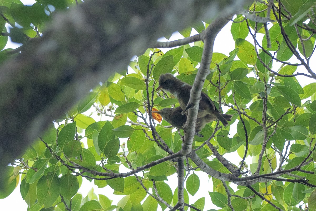 Giant White-eye - ML620616962