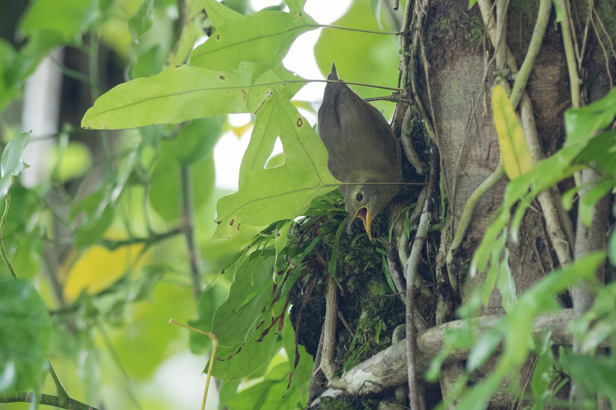 Giant White-eye - ML620616963