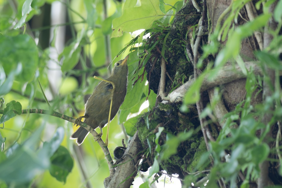 Giant White-eye - ML620616964