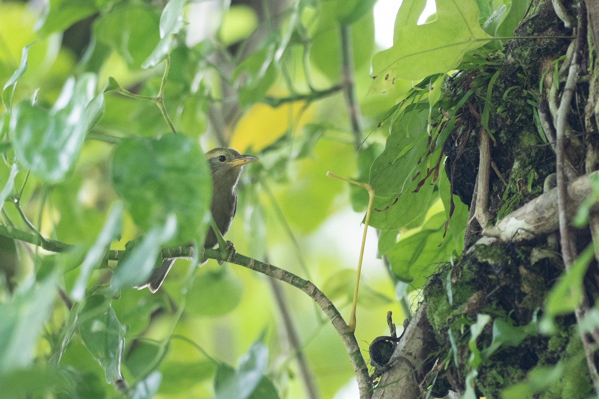 Giant White-eye - ML620616965