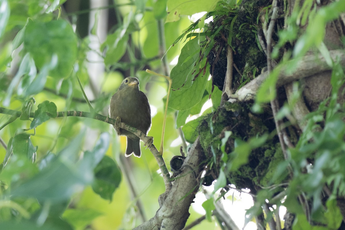 Giant White-eye - ML620616968