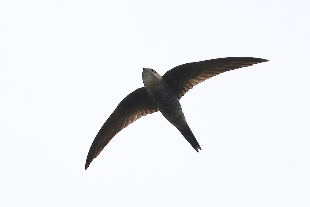 Pacific Swift - ML620616972