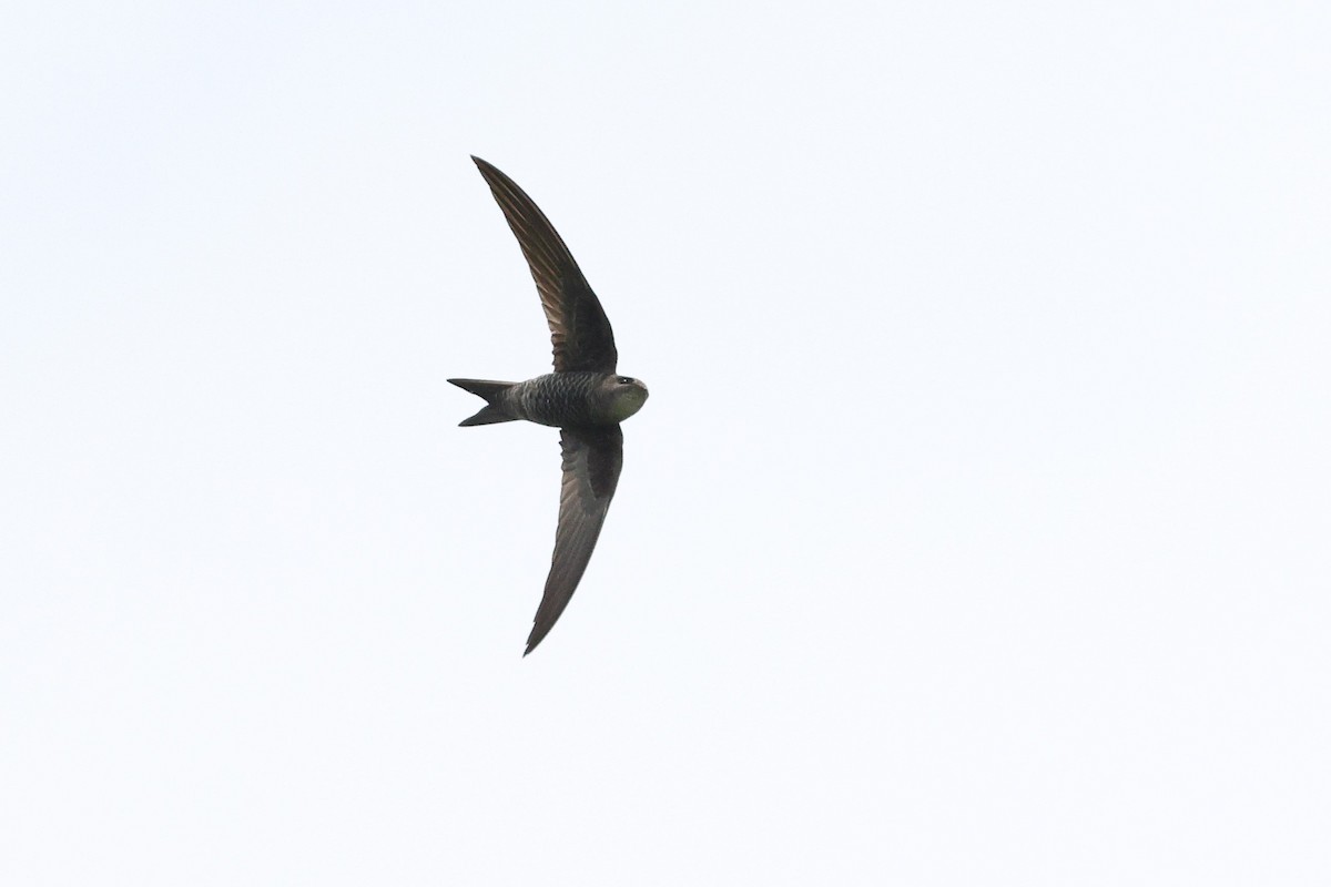 Pacific Swift - ML620616974