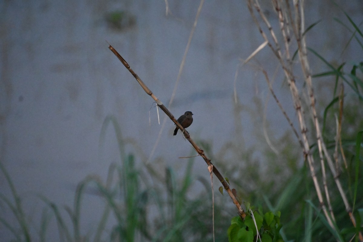 Pied Bushchat - ML620616975