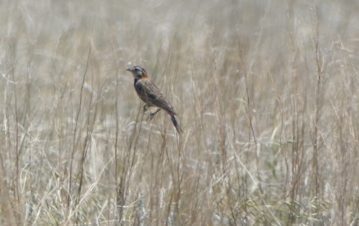 Chestnut-collared Longspur - Kevin Hayes