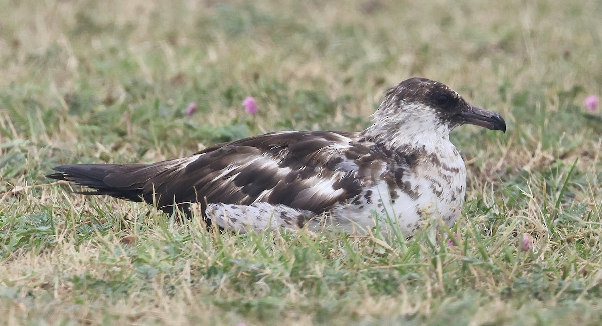 Pomarine Jaeger - ML620616980