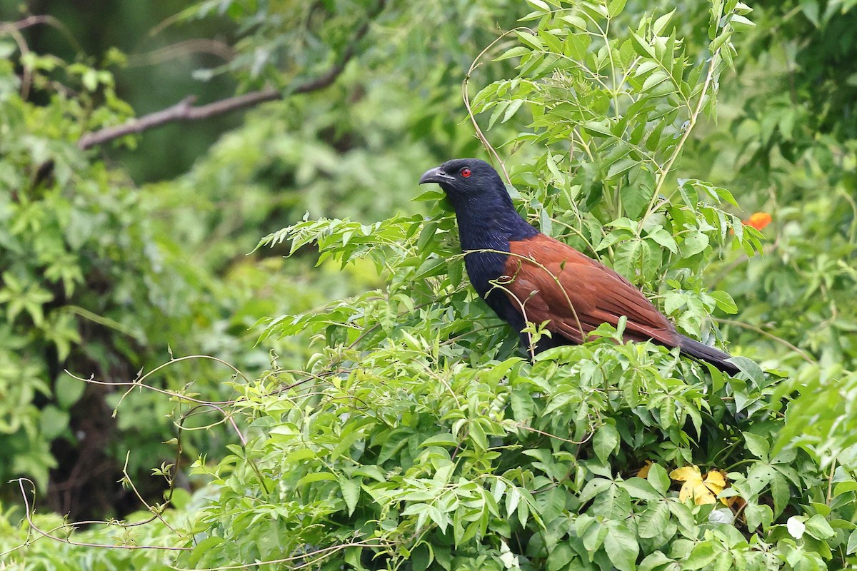 Greater Coucal (Greater) - ML620616982