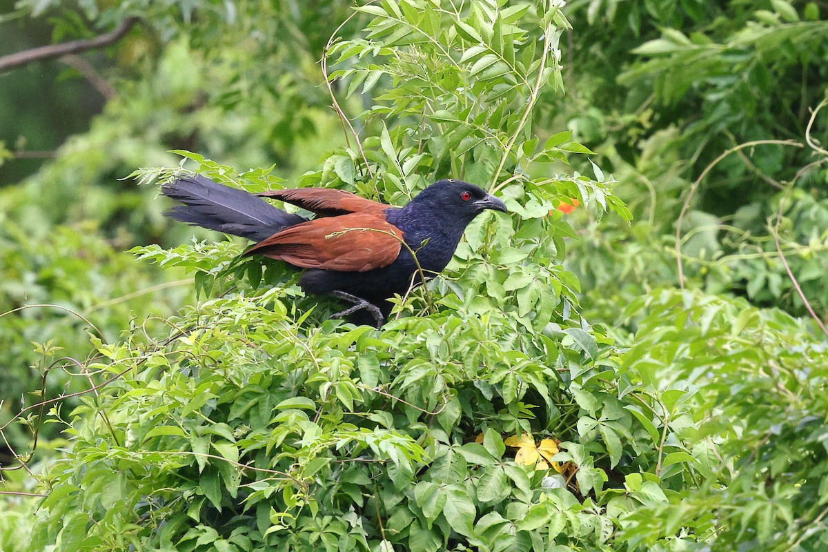 Greater Coucal (Greater) - ML620616984