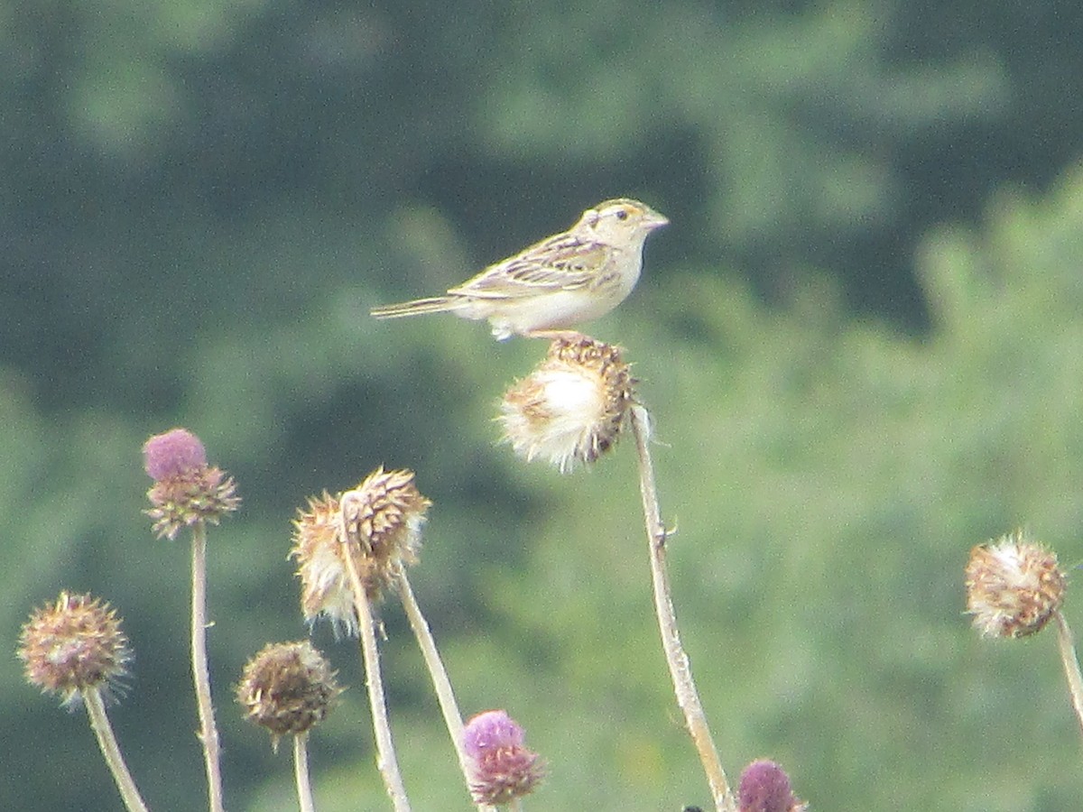 Grasshopper Sparrow - ML620616985