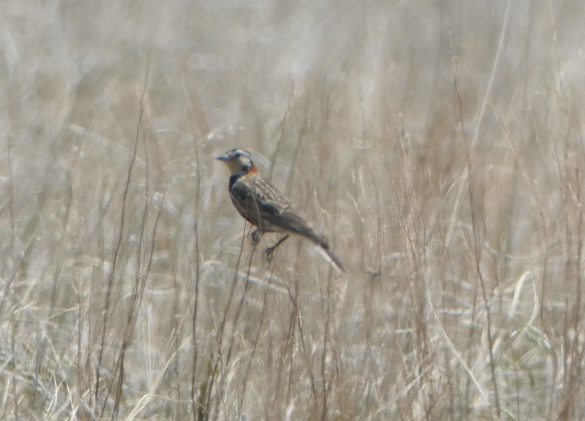 Chestnut-collared Longspur - ML620616990