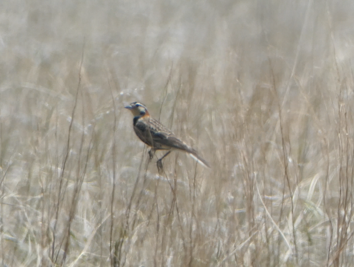 Chestnut-collared Longspur - ML620616992