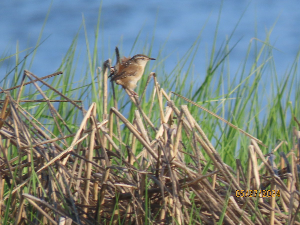 Marsh Wren - ML620616993