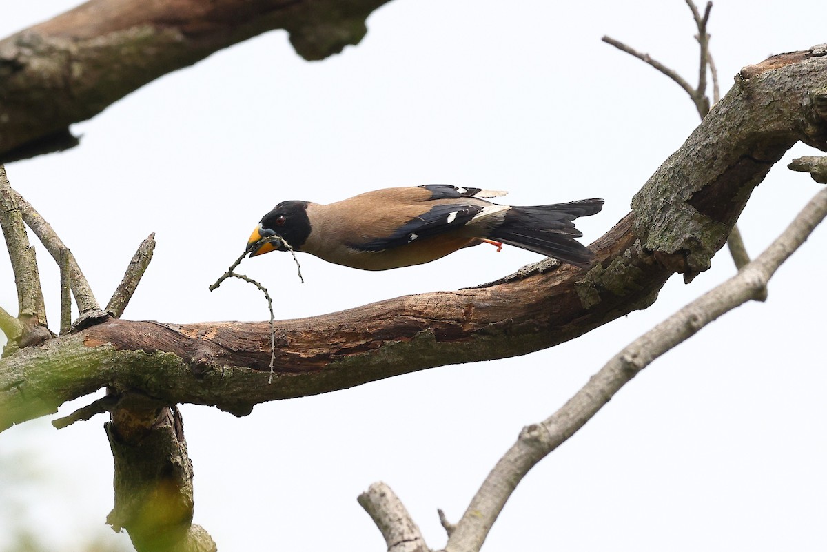 Yellow-billed Grosbeak - ML620616995