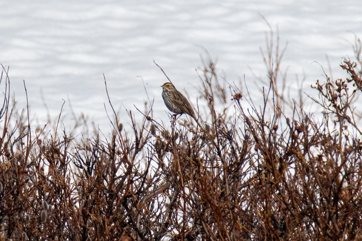 Savannah Sparrow - ML620616996