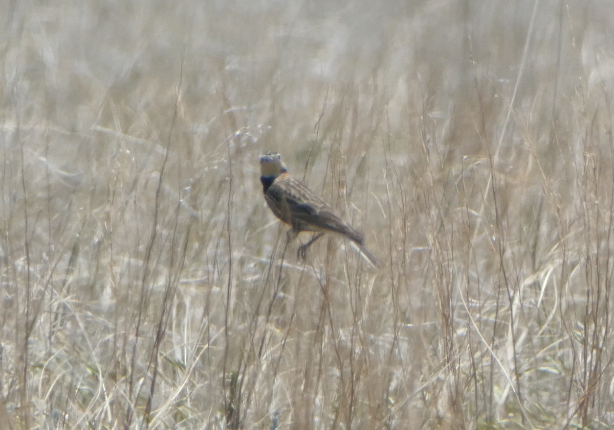 Chestnut-collared Longspur - ML620616997