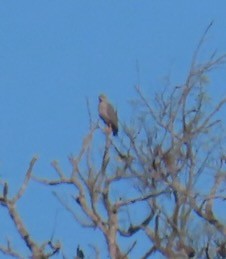 Águila de Azara - ML620616998