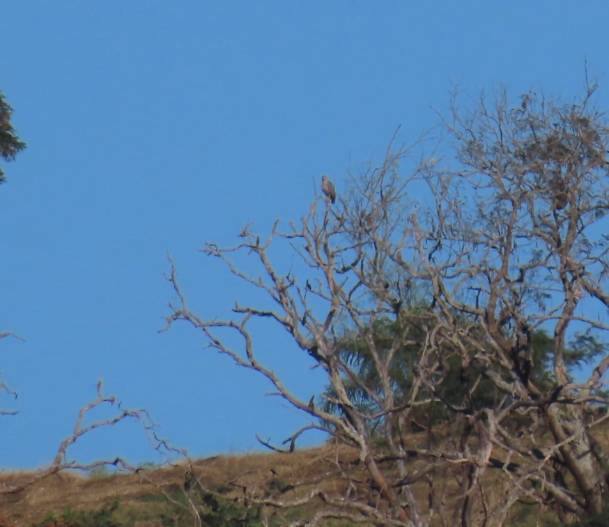 Águila de Azara - ML620616999