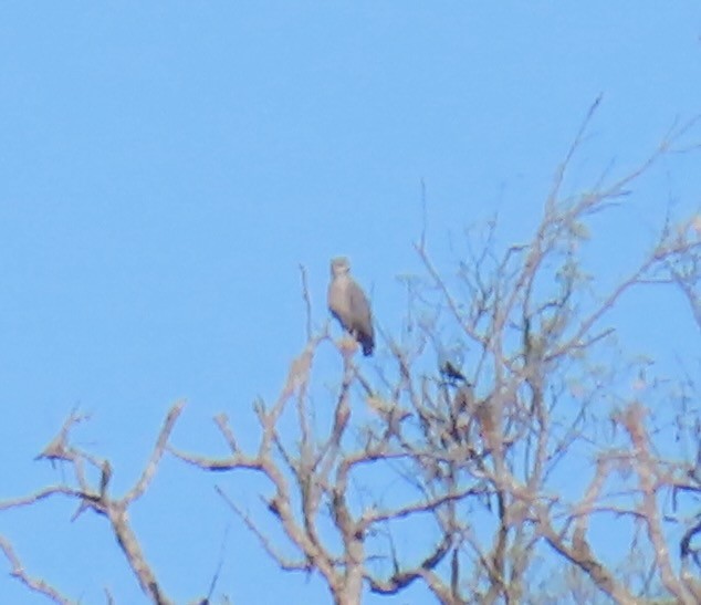 Águila de Azara - ML620617000