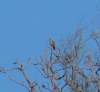 Águila de Azara - ML620617001