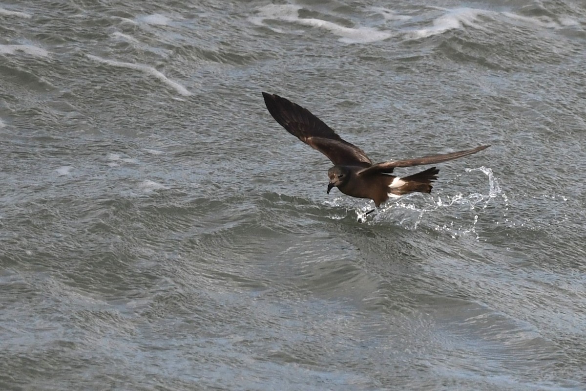 Leach's Storm-Petrel (Leach's) - ML620617002