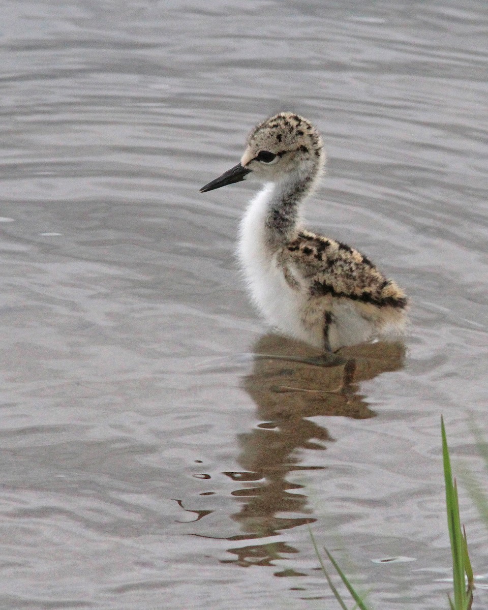 Black-necked Stilt - ML620617004