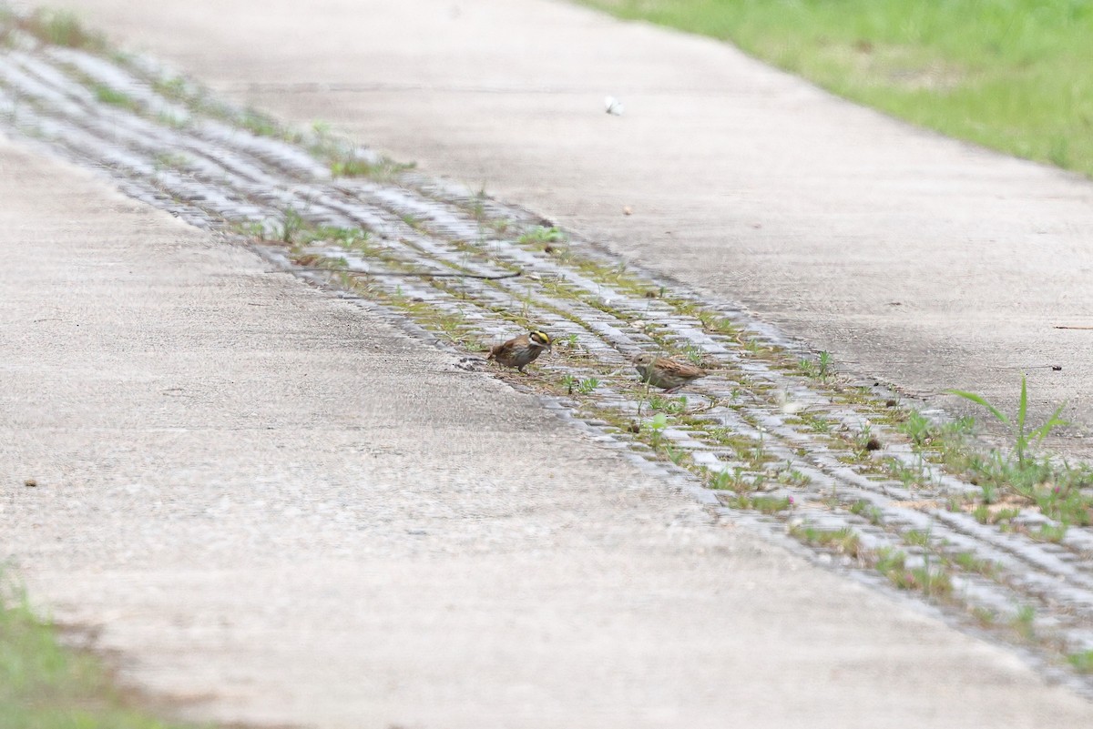 Yellow-browed Bunting - ML620617006