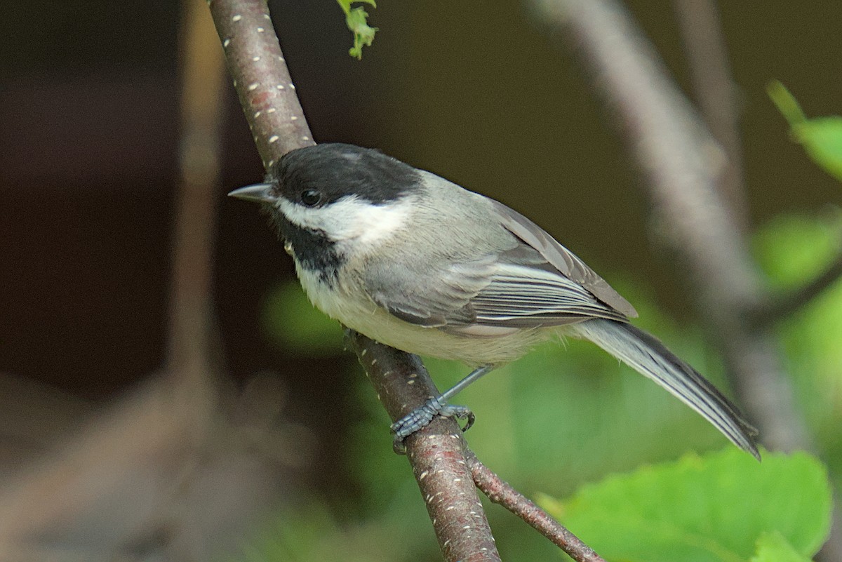 Mésange à tête noire - ML620617007