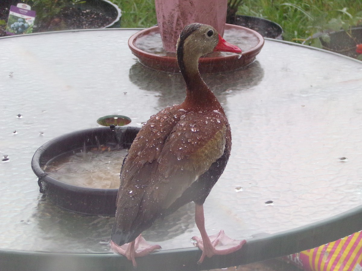 Black-bellied Whistling-Duck - ML620617008